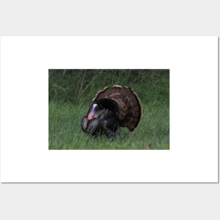 Spring Tom Turkey Strutting in green grass Posters and Art